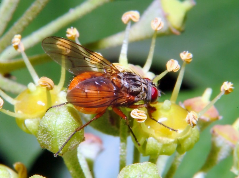 Le foto con il nuovo flash